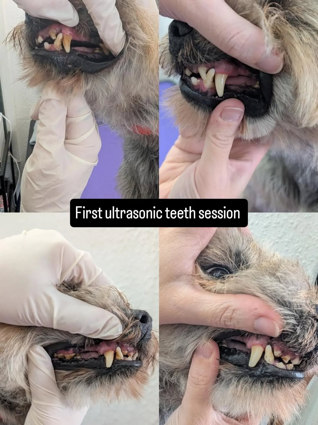 Close-up of a dog's teeth before and after an ultrasonic descale