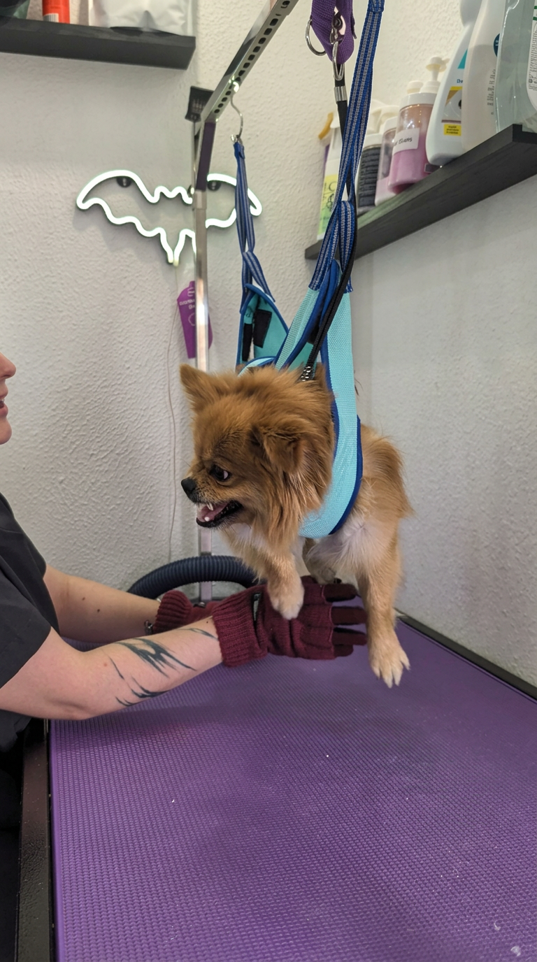 Pomeranian being finished after a spa treatment