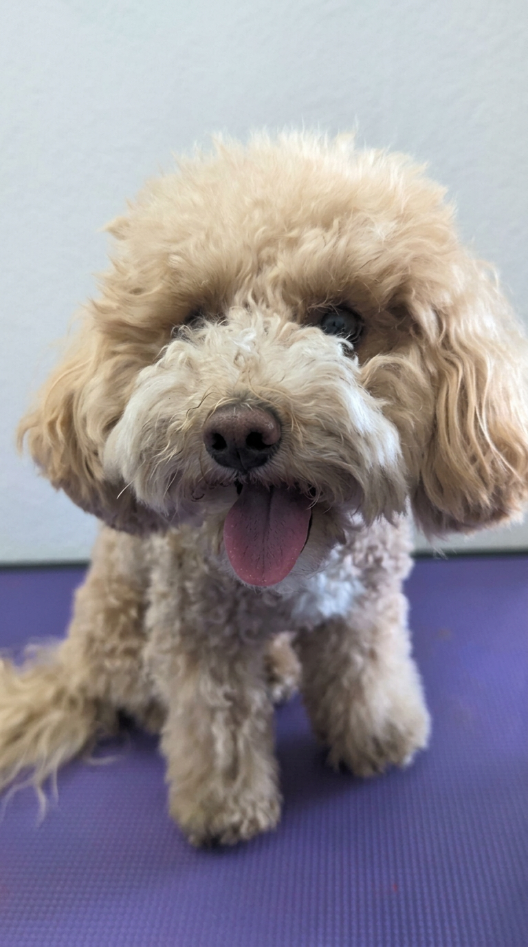 A freshly groomed white bichon sitting calmly in the salon